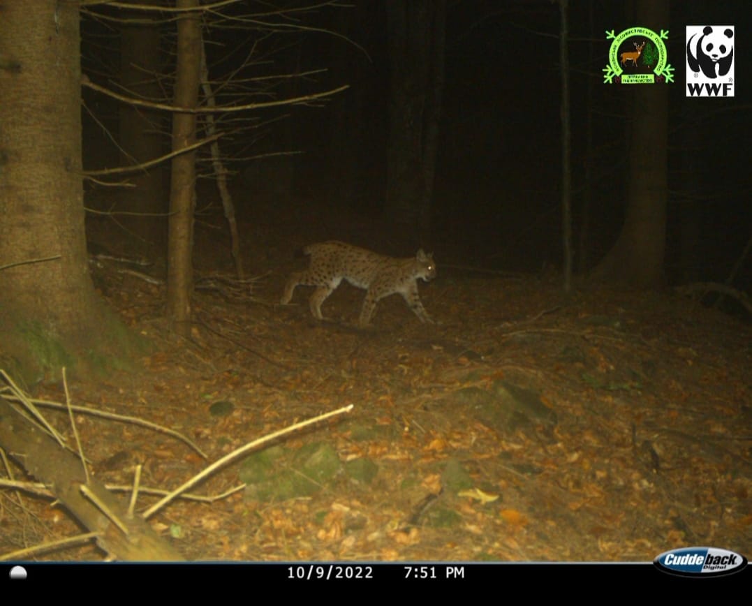 На Закарпатье увидели редкого &quot;краснокнижного&quot; зверя (фото)