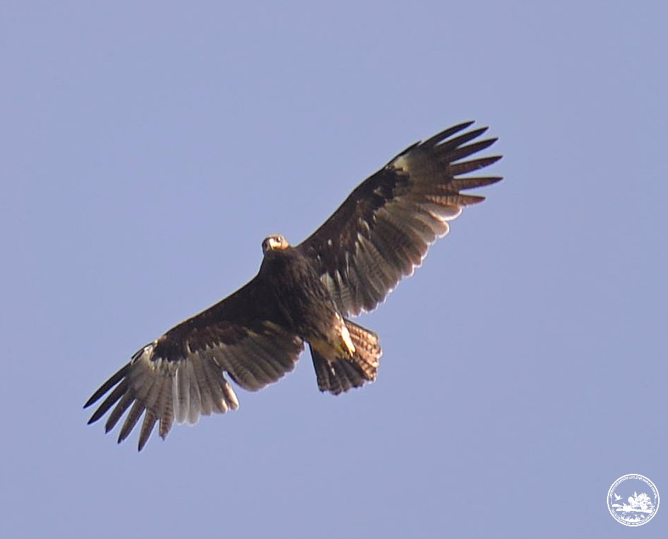 У Чорнобилі засвітився рідкісний птах із Червоної книги (фото)