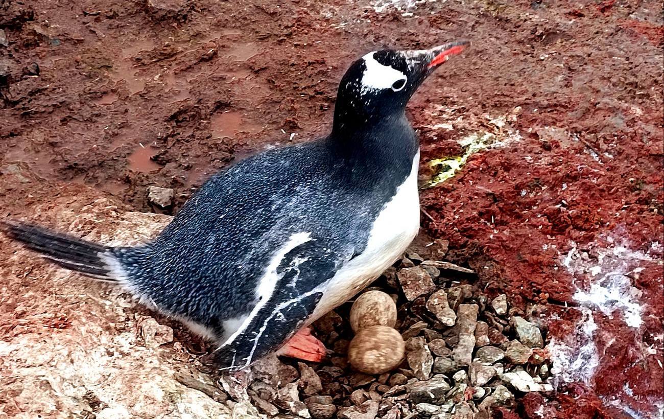 Украинские полярники показали, как пингвины готовятся стать родителями: очень милые фото