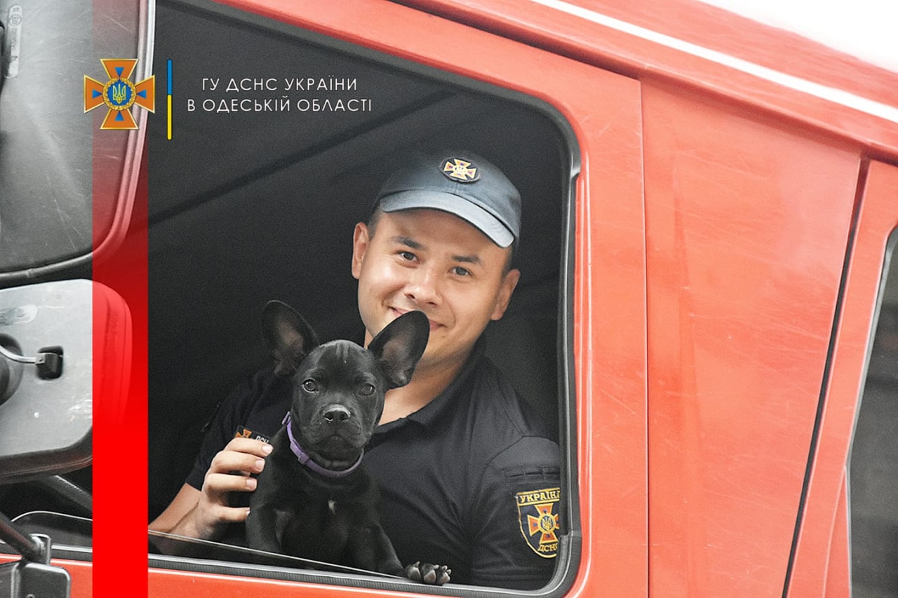 Одеські рятувальники показали свого пса-талісмана: Мажор може стати конкурентом Патрону