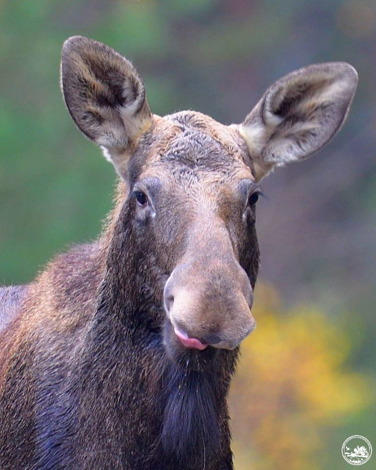 У Чорнобилі показали звіра, який їсть мухомори та лиже сіль (фото)