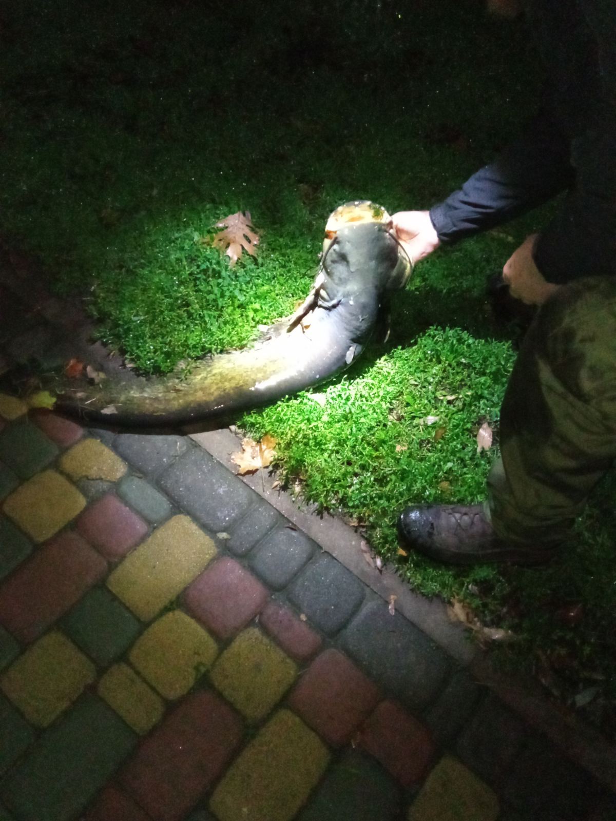 "Такой клев это редкость": в Киеве из озера выловили гигантскую рыбу (фото)