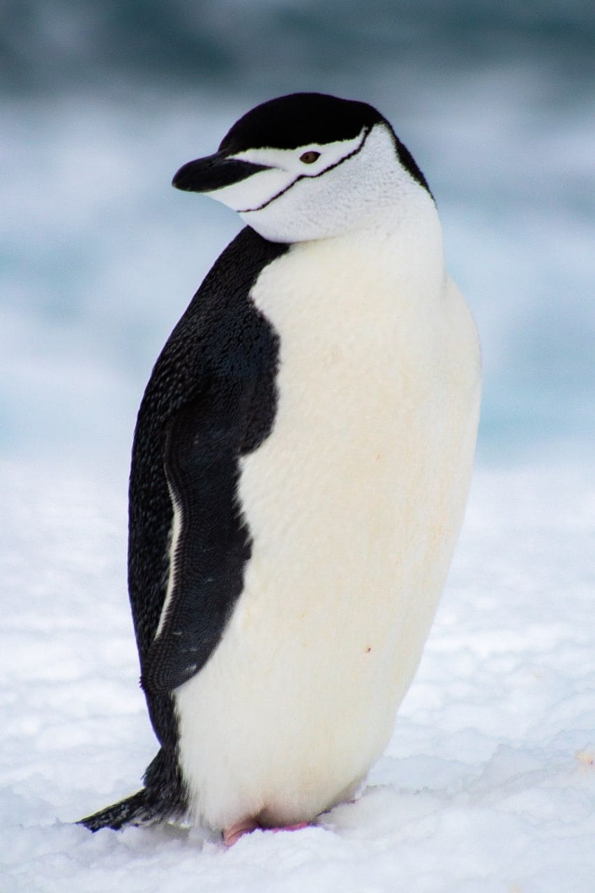 Українські полярники показали милі фото пінгвінів-поліцейських