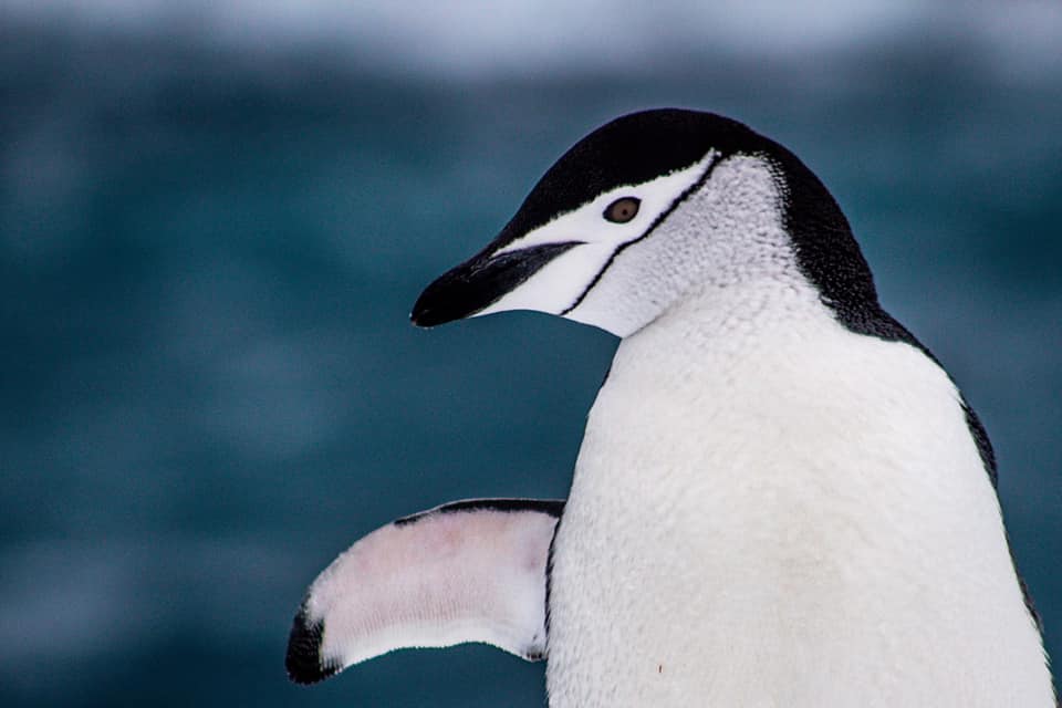 Українські полярники показали милі фото пінгвінів-поліцейських