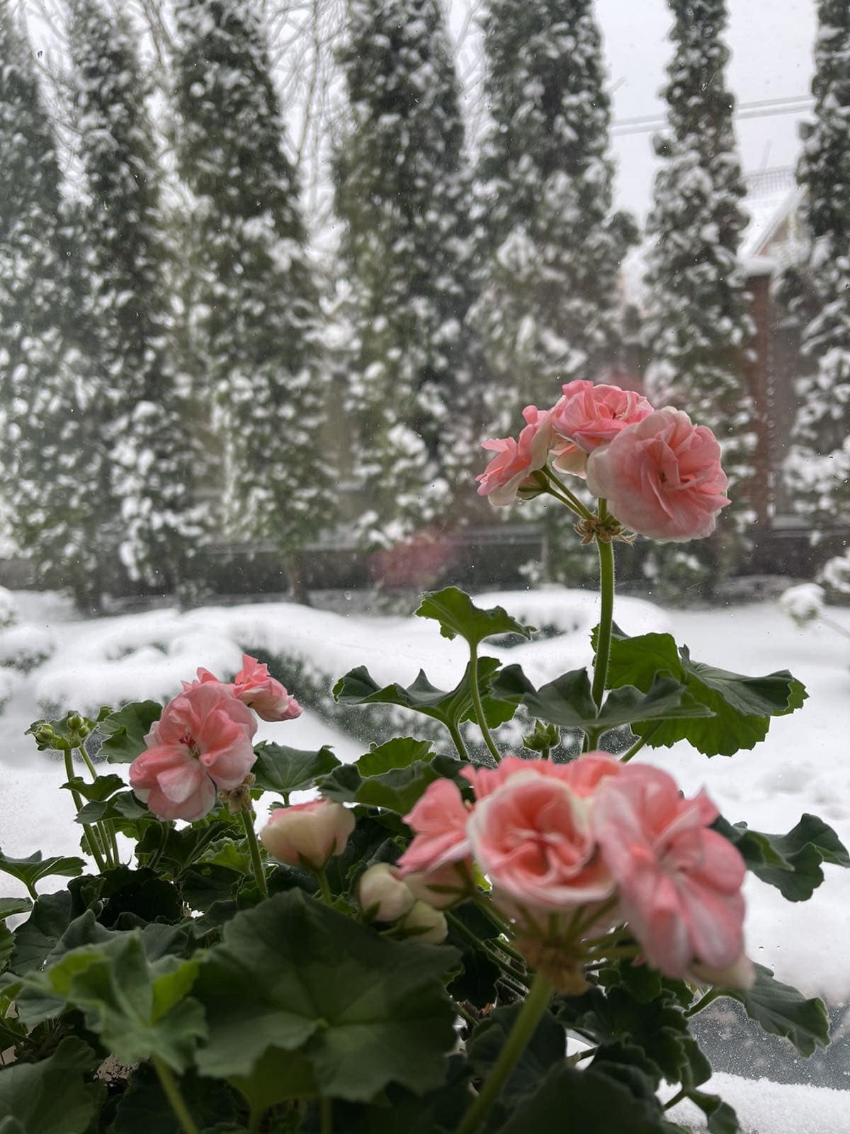 Україну окутало снігом, подекуди  висипало 10 см: красиві фото і відео