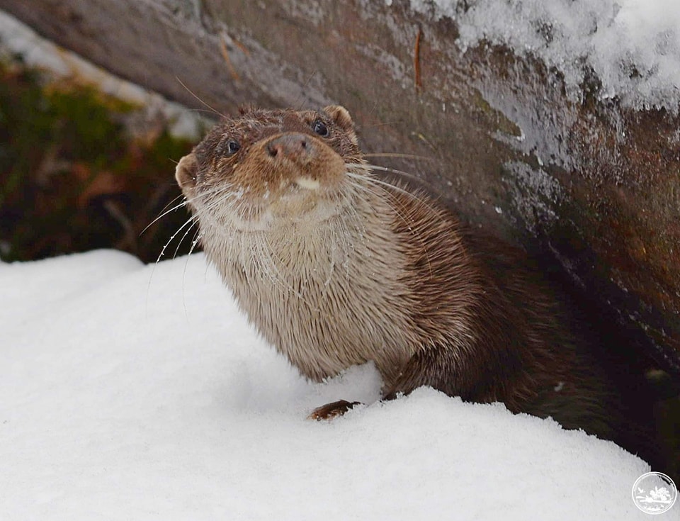 Ловить риби більше, ніж може з'їсти: у Чорнобилі показали хитру та спритну тварину