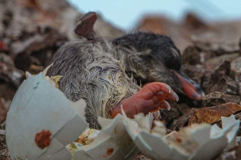 Первый пингвиненок в этом сезоне: украинские полярники показали очень милые фото
