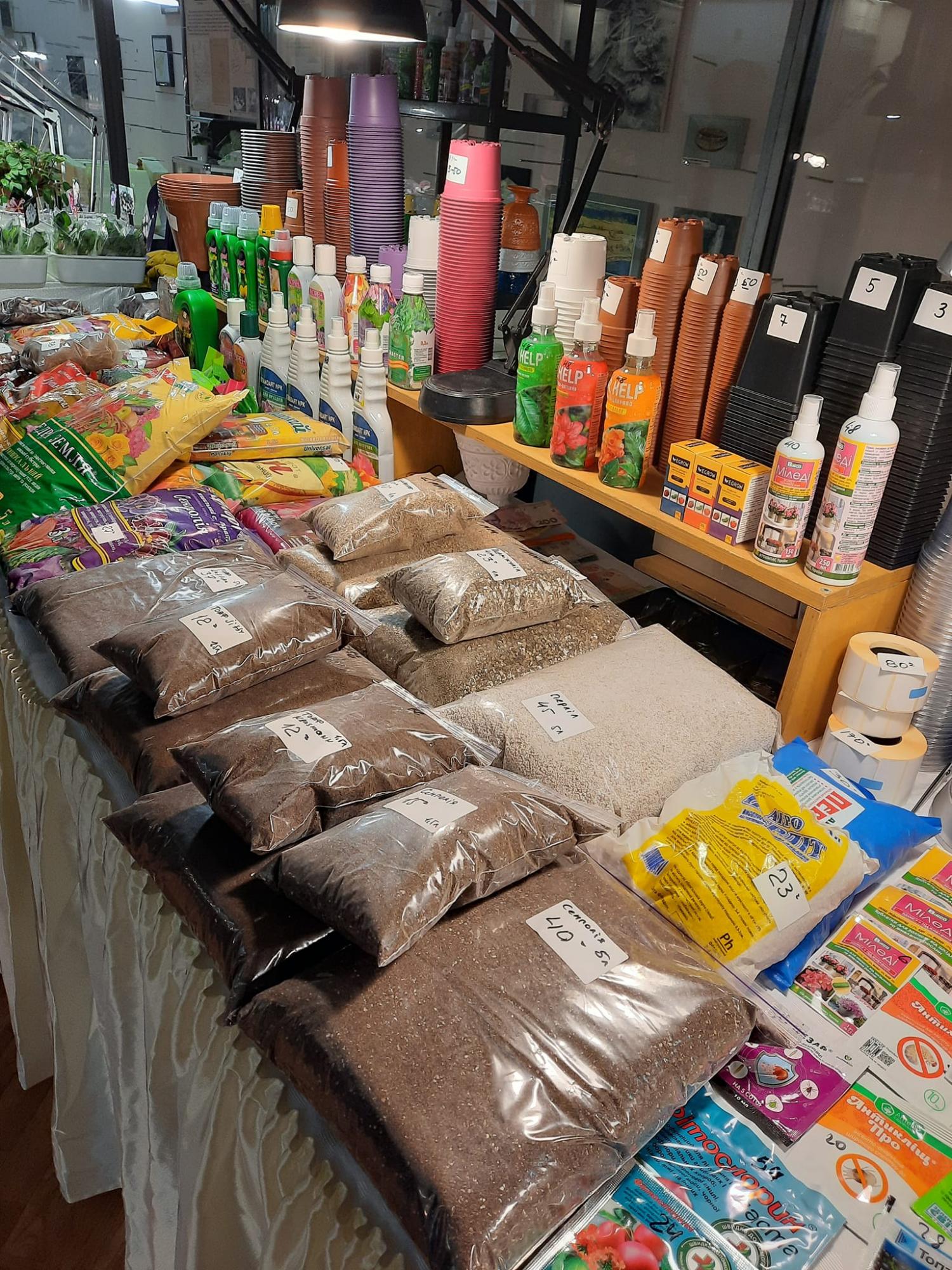 Як виростити вдома сортові фіалки, як на виставці: секрети професіоналів