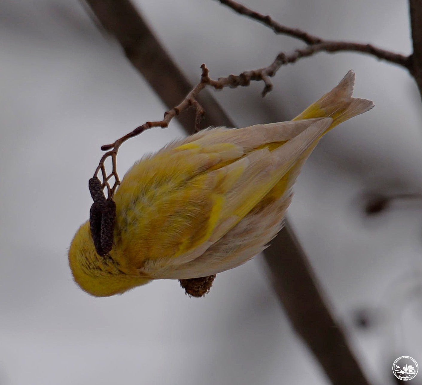 &quot;Как из сказки&quot;: в Чернобыле показали чижа с необычным окрасом (фото)