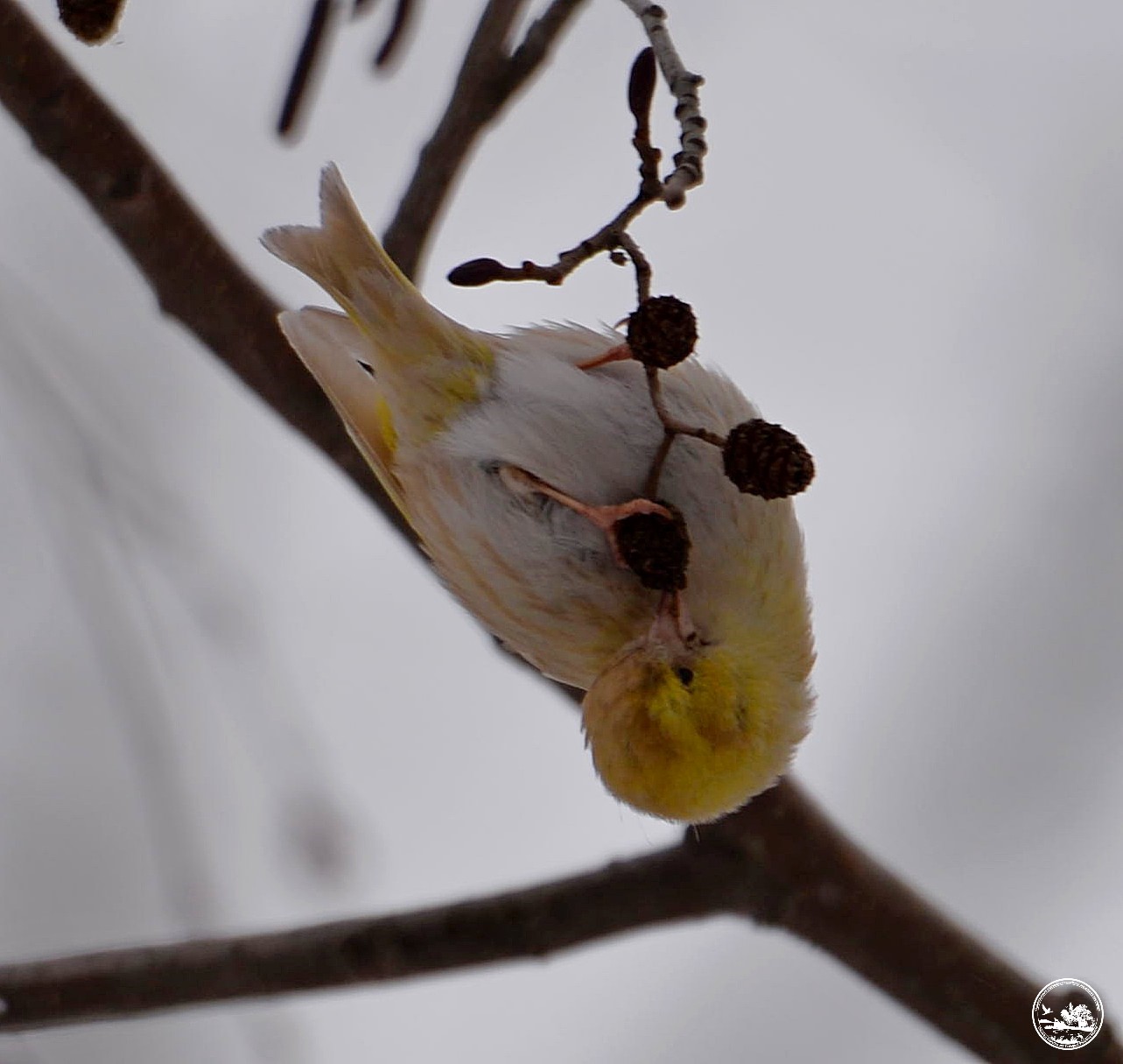 &quot;Как из сказки&quot;: в Чернобыле показали чижа с необычным окрасом (фото)