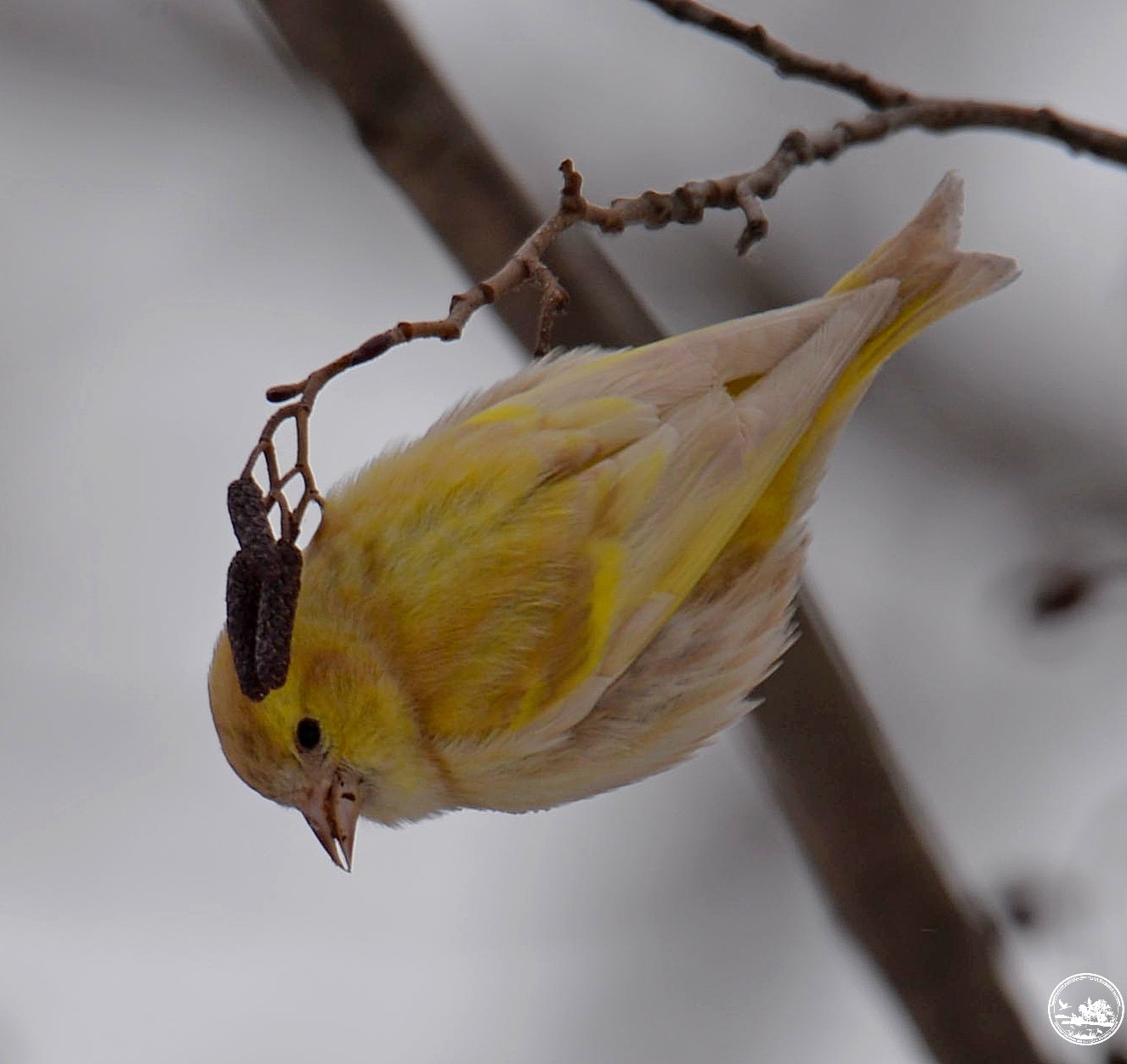 &quot;Как из сказки&quot;: в Чернобыле показали чижа с необычным окрасом (фото)