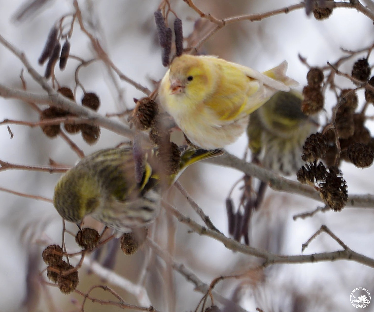 &quot;Как из сказки&quot;: в Чернобыле показали чижа с необычным окрасом (фото)