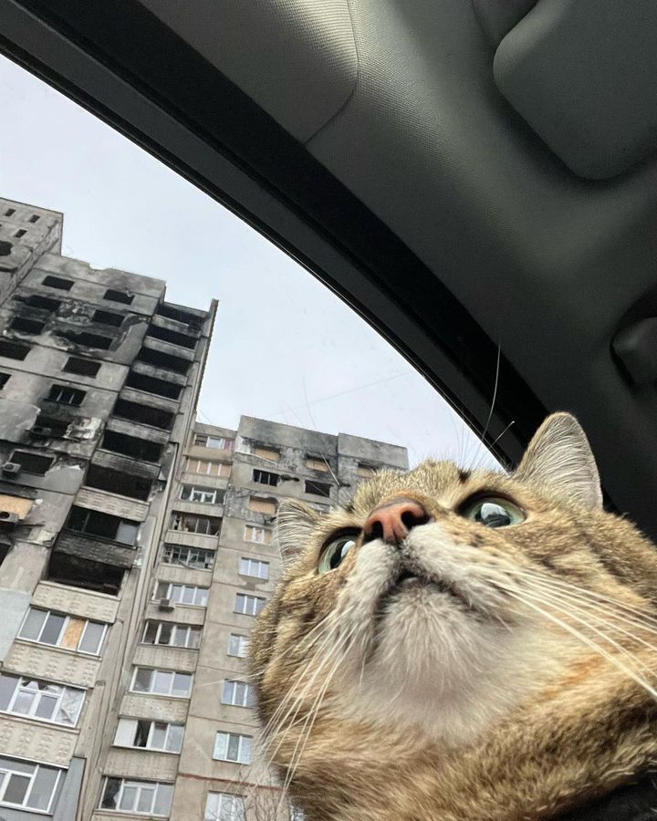 Кот Степан стал лицом обложки журнала Times Monaco: милые фото