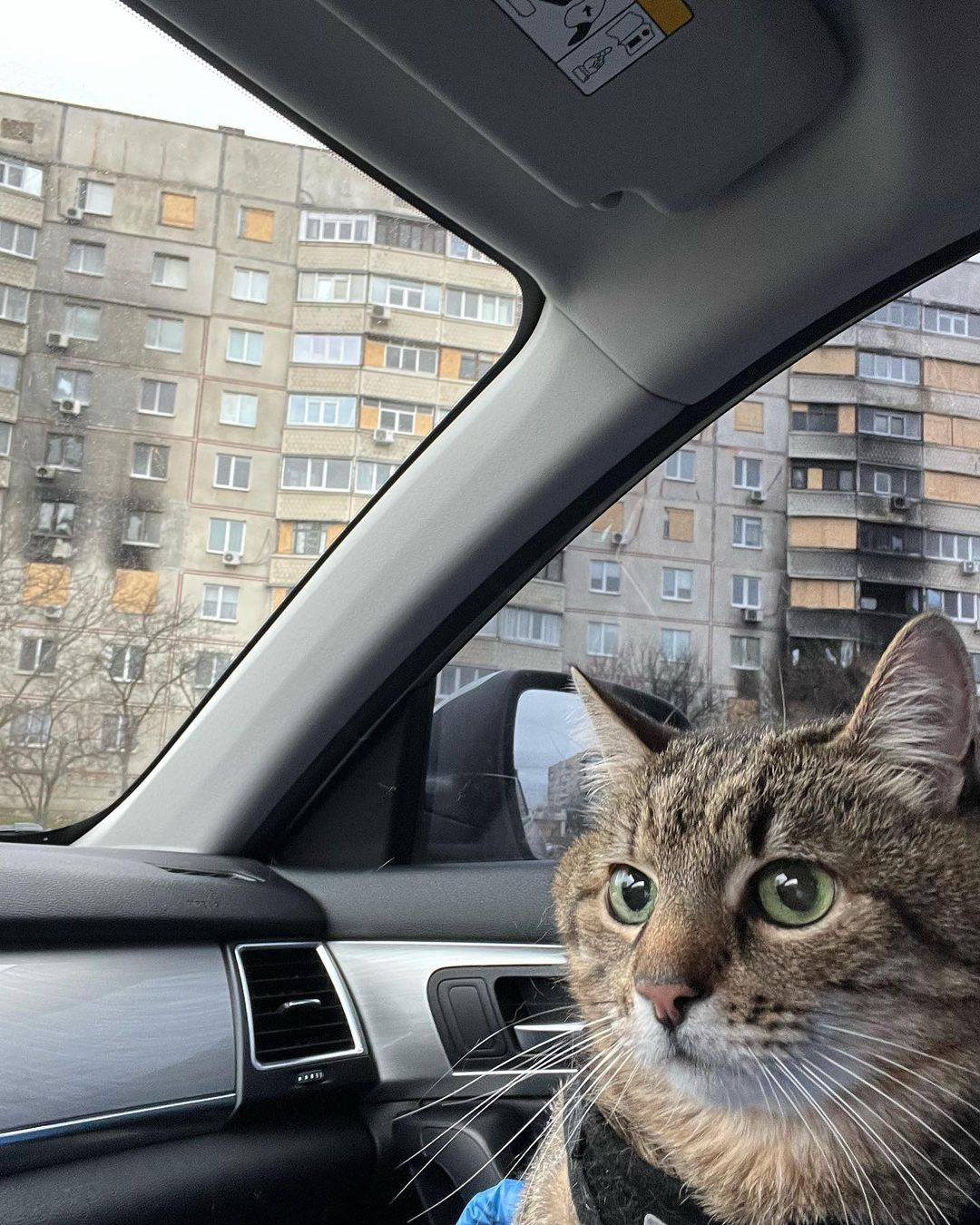 Кот Степан стал лицом обложки журнала Times Monaco: милые фото