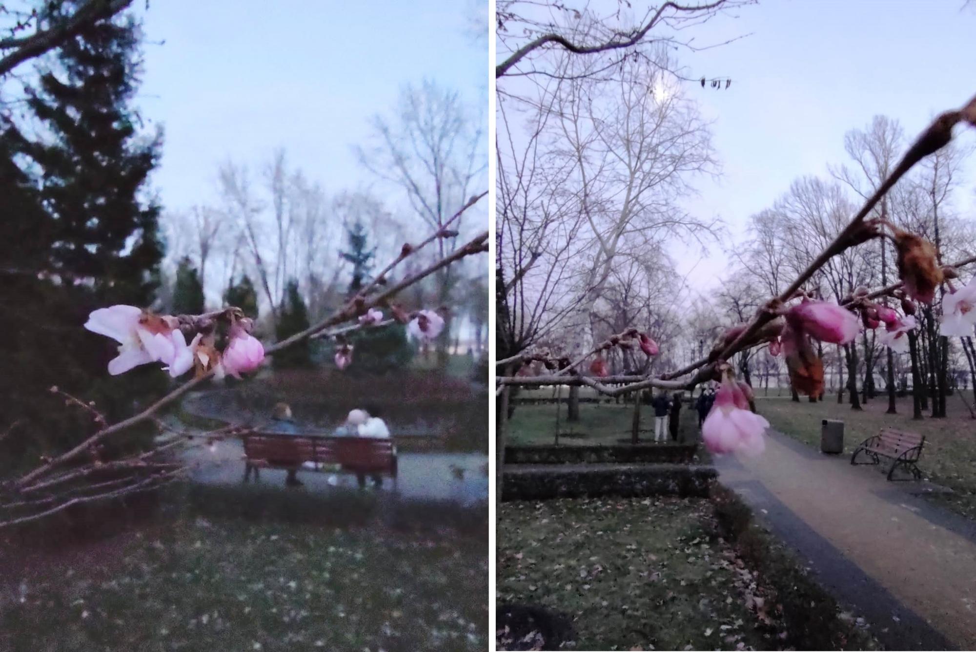 В Киеве из-за аномального потепления распустились сакуры и полетели бабочки (видео)