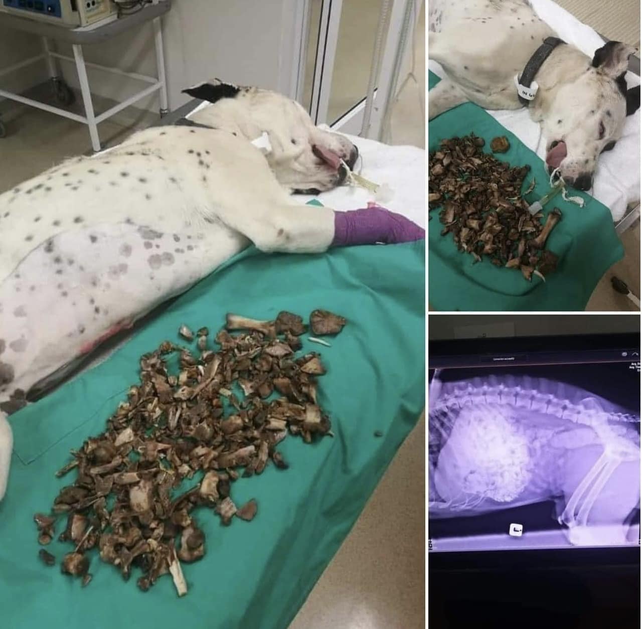 Украинцам показали, почему собакам нельзя давать кости (фото)