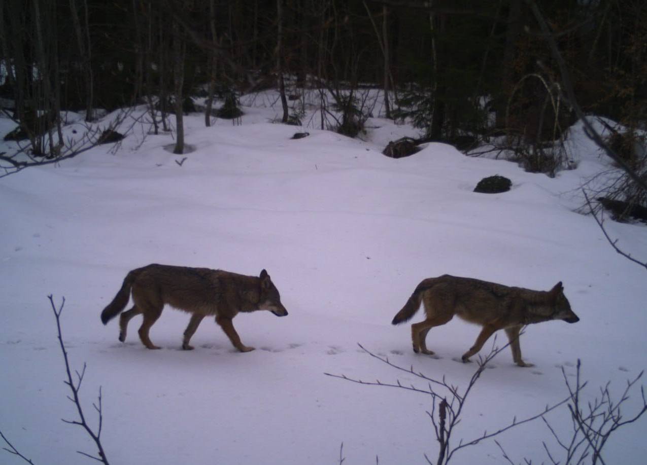 Во Львовской области предупредили об опасном хищнике: подходит близко к жилым домам