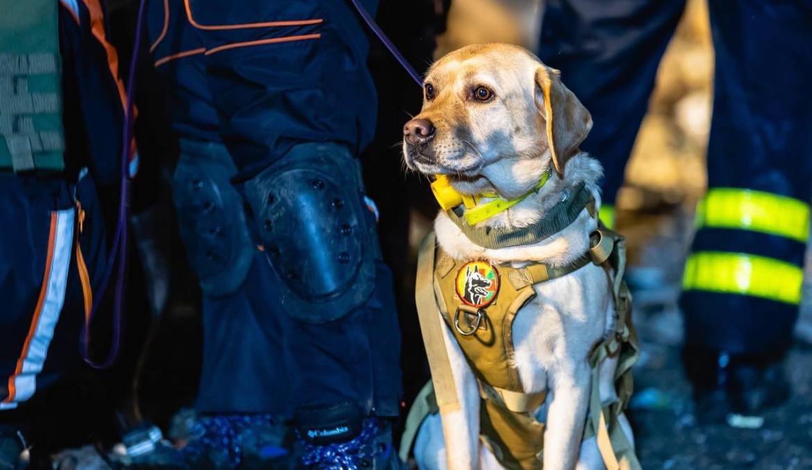 The service dogs searched for people under the rubble in the Dnipro
