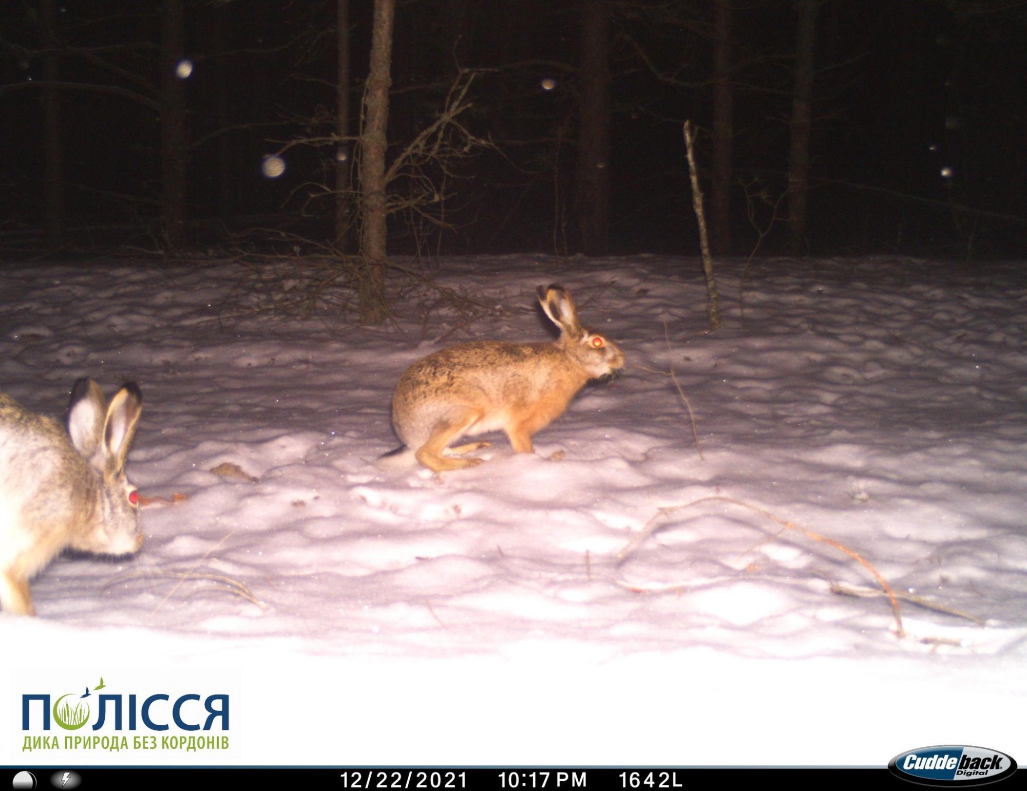 У Чорнобилі показали звіра, здатного прискорюватись до 72 км/год (фото)