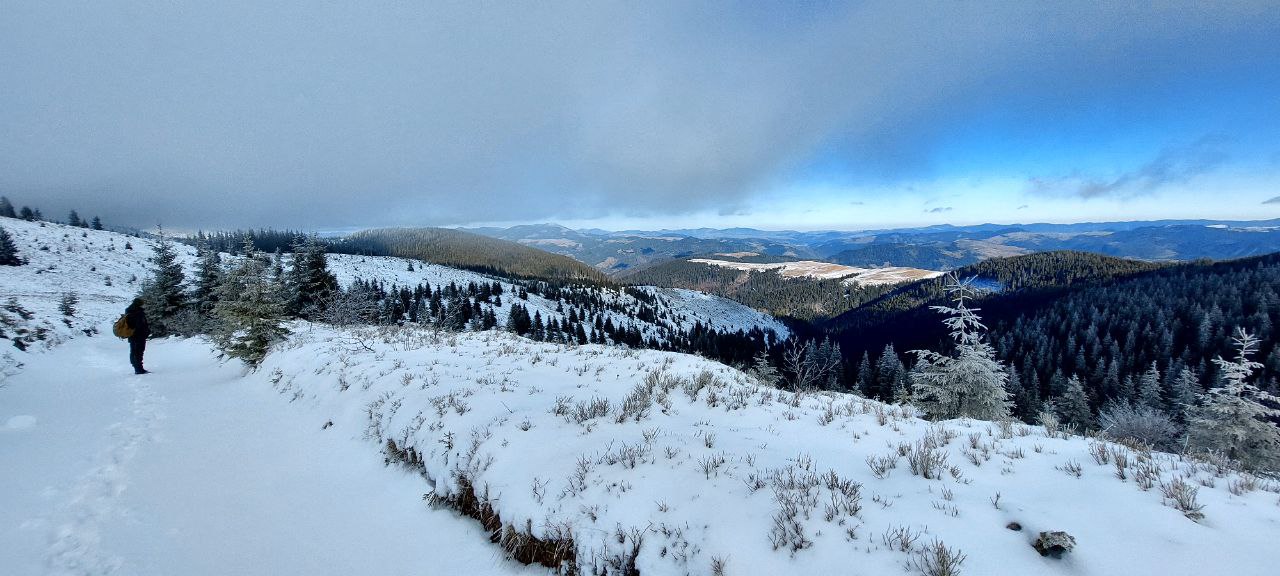 Можуть нападати на людей. В Україні через аномальну погоду прокинулись ведмеді (фото)