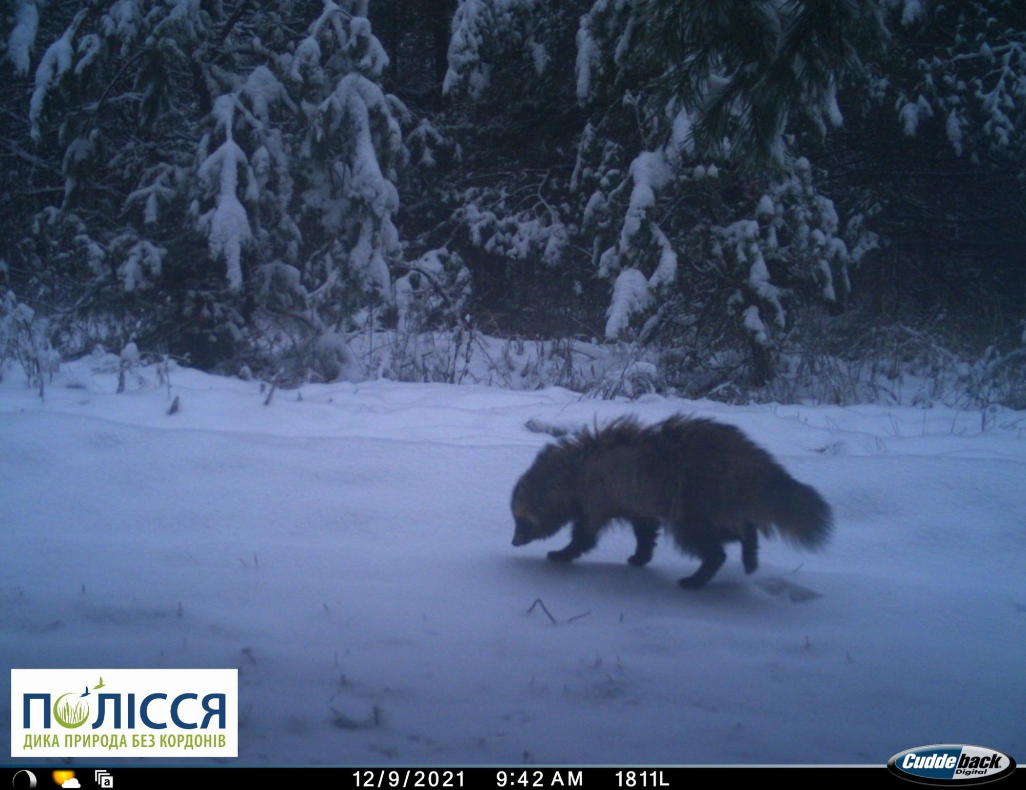 "Ноги кормят и его": в Чернобыльском заповеднике показали зверя, залягающего в спячку