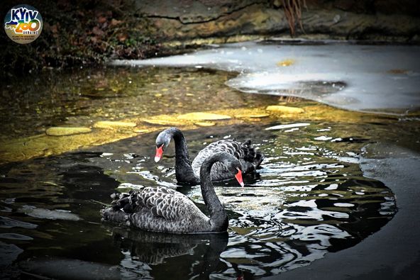 В Київському зоопарку показали чорних красенів, які радіють аномальному теплу