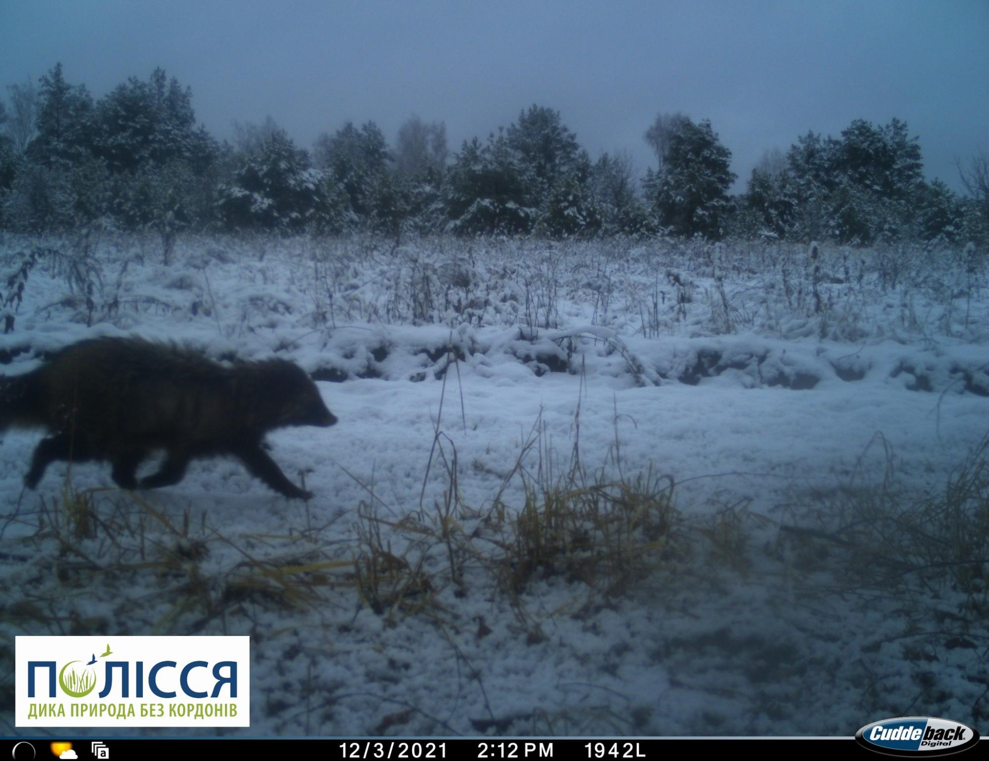 &quot;Ноги кормят и его&quot;: в Чернобыльском заповеднике показали зверя, залягающего в спячку