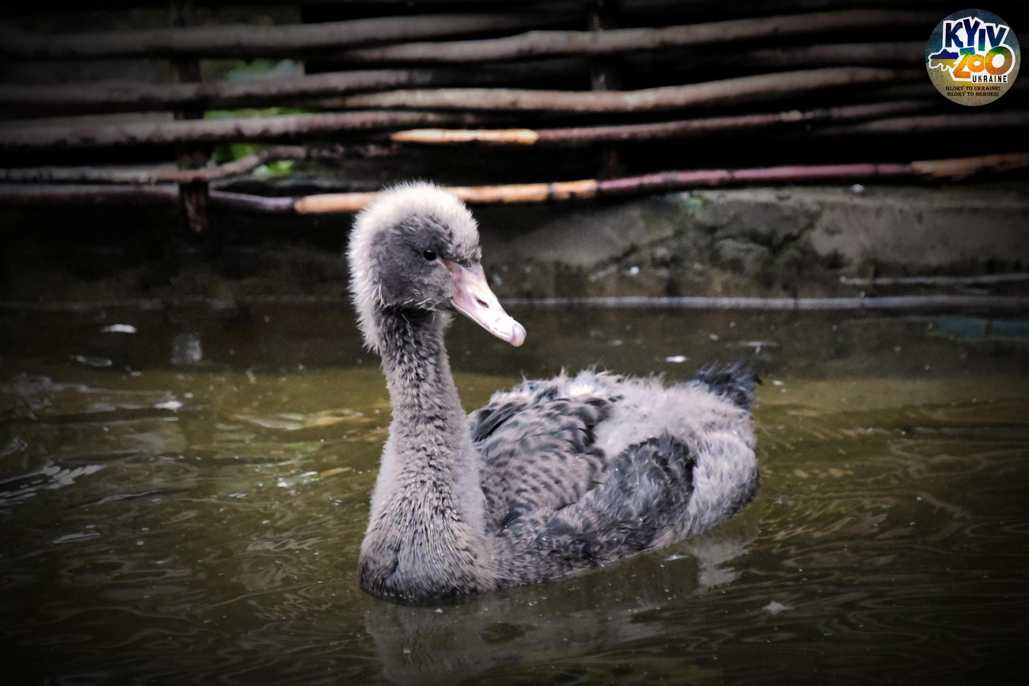 В Київському зоопарку показали чорних красенів, які радіють аномальному теплу