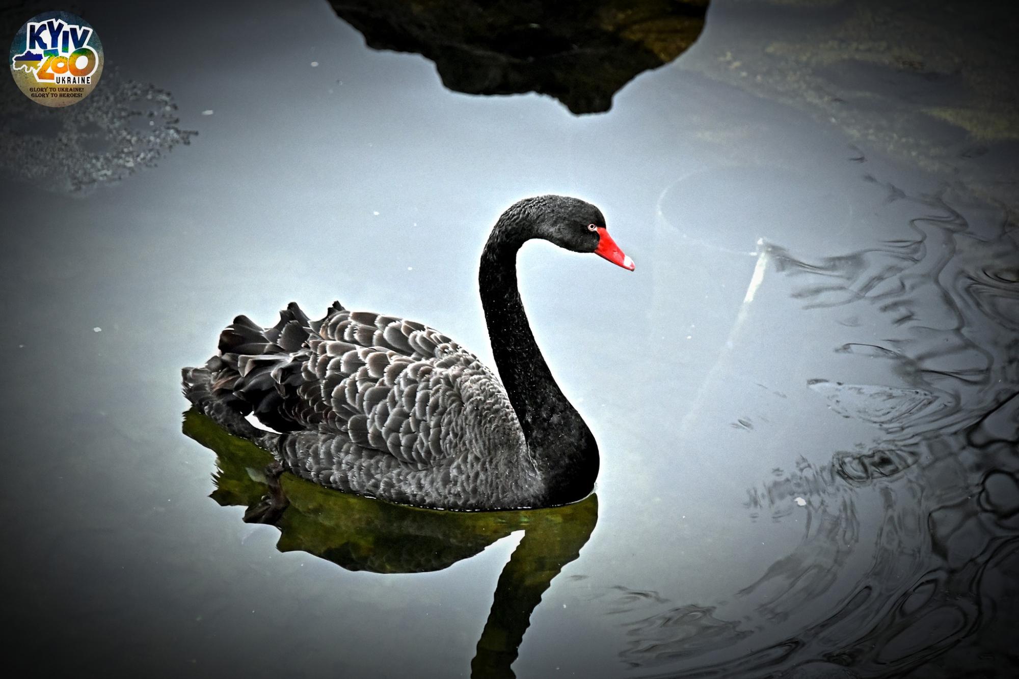 В Київському зоопарку показали чорних красенів, які радіють аномальному теплу