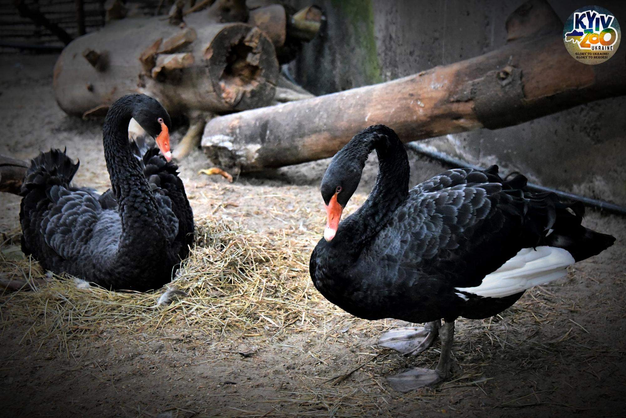 В Київському зоопарку показали чорних красенів, які радіють аномальному теплу