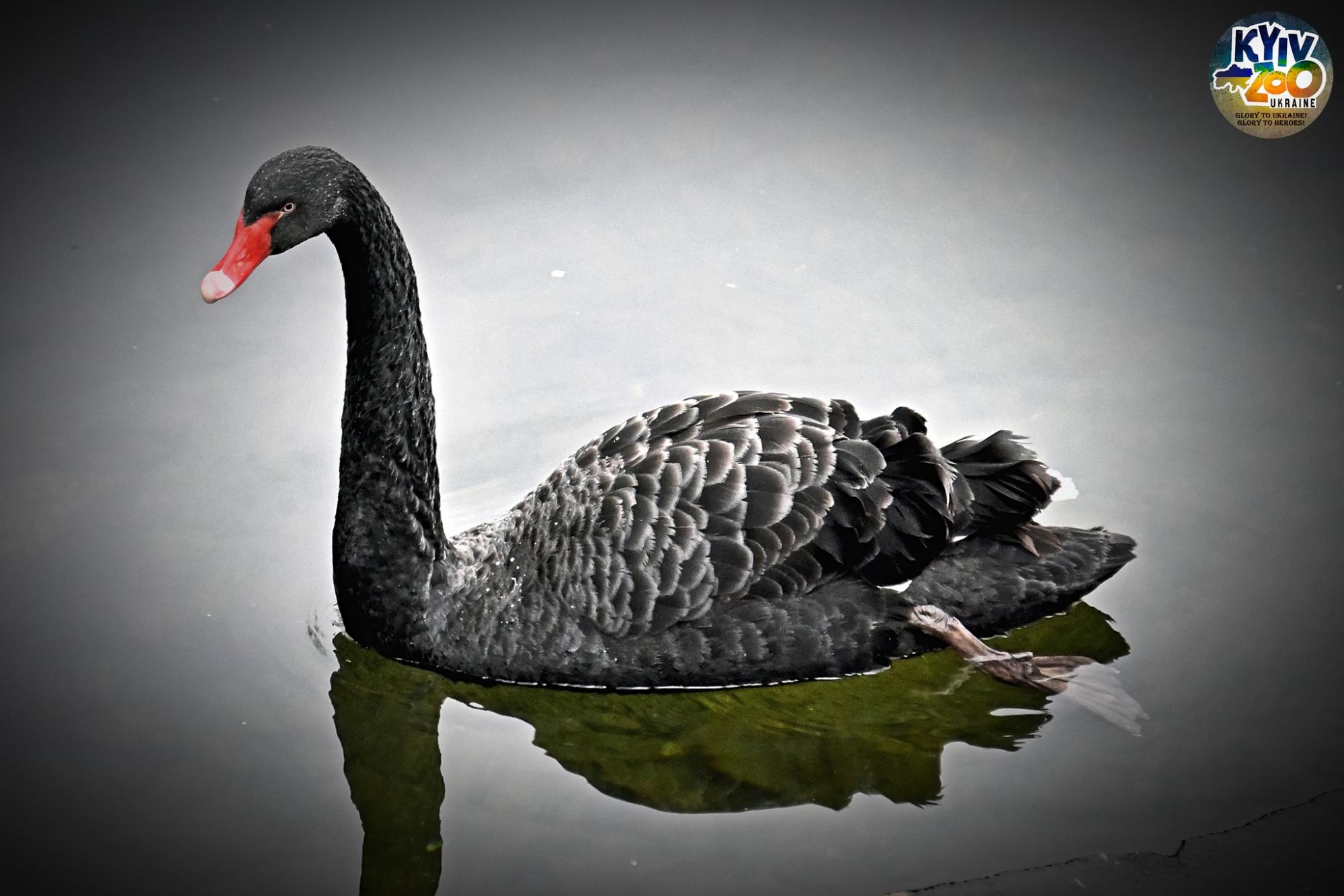 В Київському зоопарку показали чорних красенів, які радіють аномальному теплу