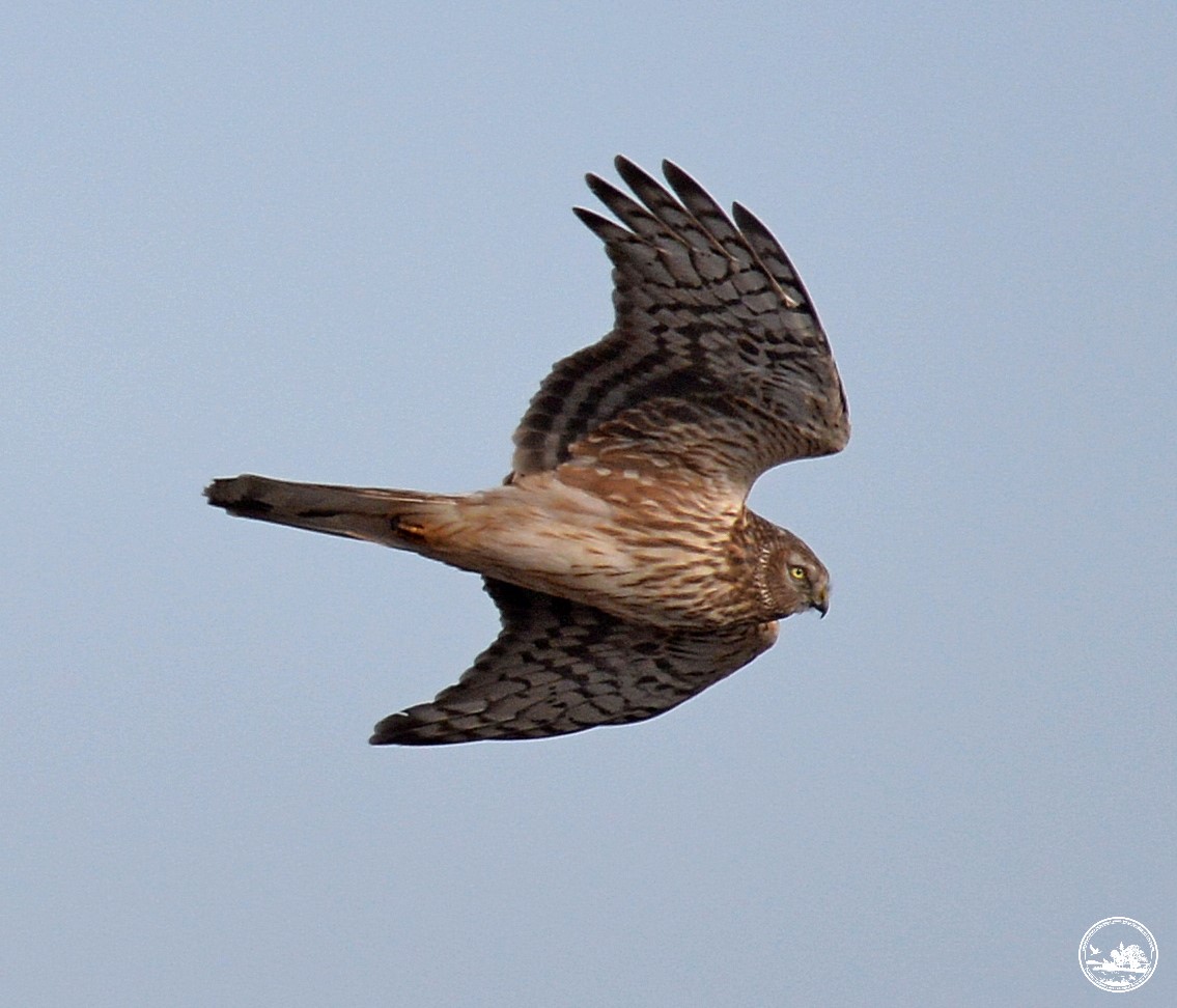 У Чорнобильській зоні помітили рідкісного пернатого хижака з Червоної книги (фото)