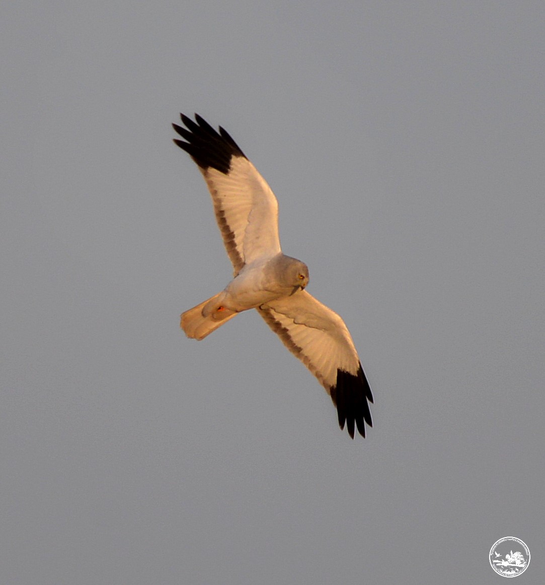 У Чорнобильській зоні помітили рідкісного пернатого хижака з Червоної книги (фото)