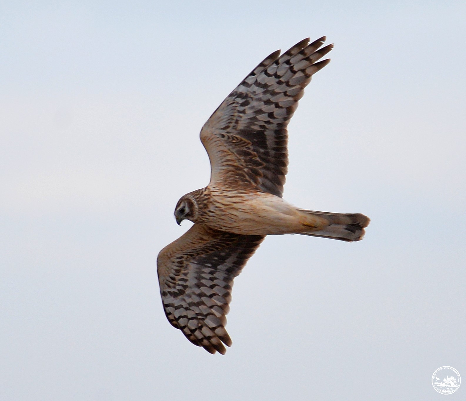 У Чорнобильській зоні помітили рідкісного пернатого хижака з Червоної книги (фото)