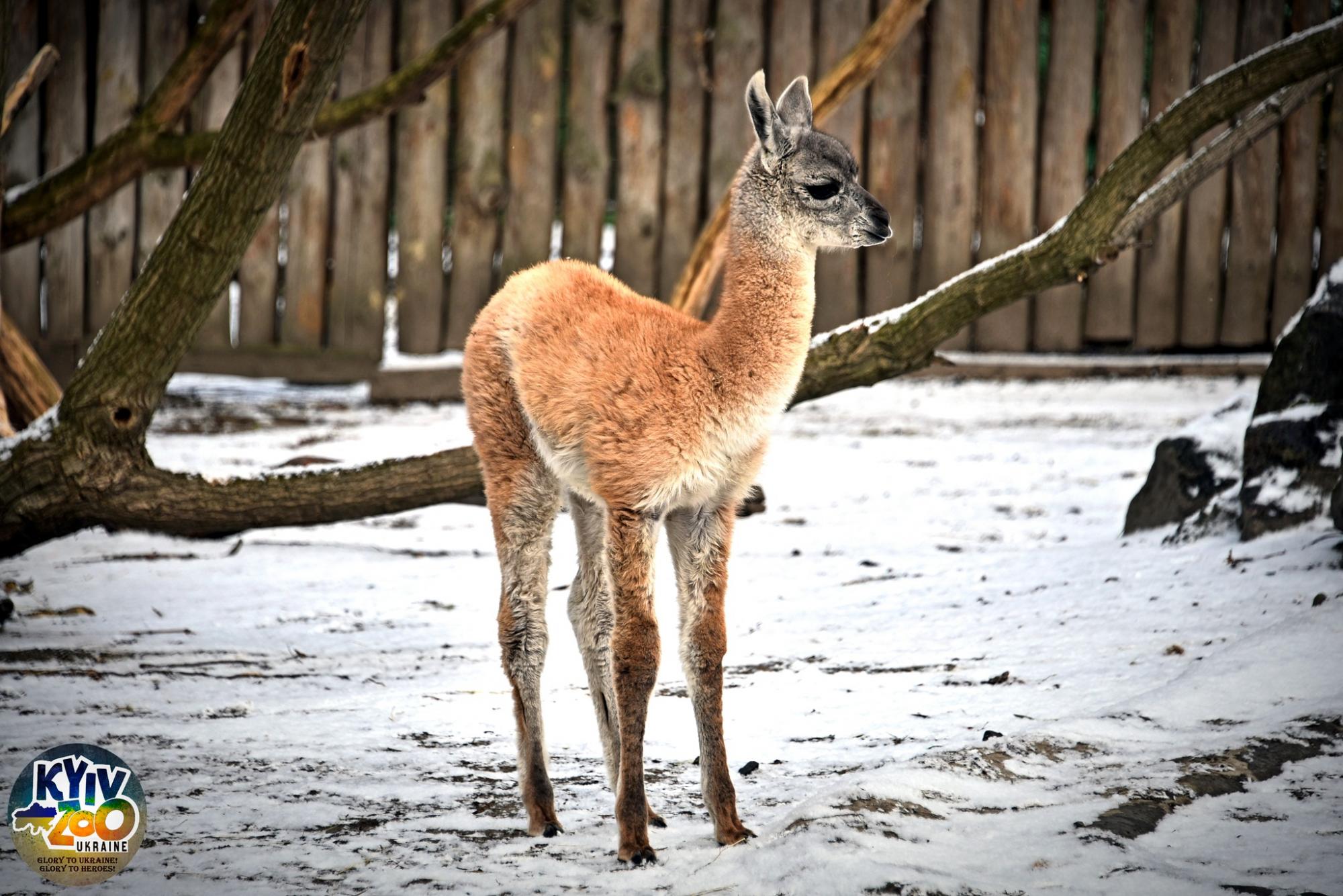 В Киевском зоопарке - милое пополнение: эти видео и фото гуанако Люсии не оставят равнодушными