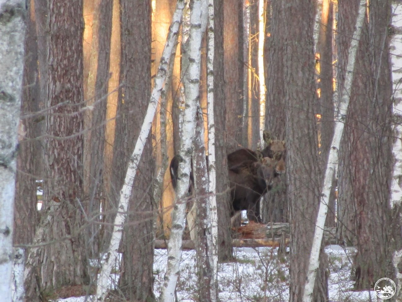 У Чорнобилі засвітився красень-звір із Червоної книги (фото)