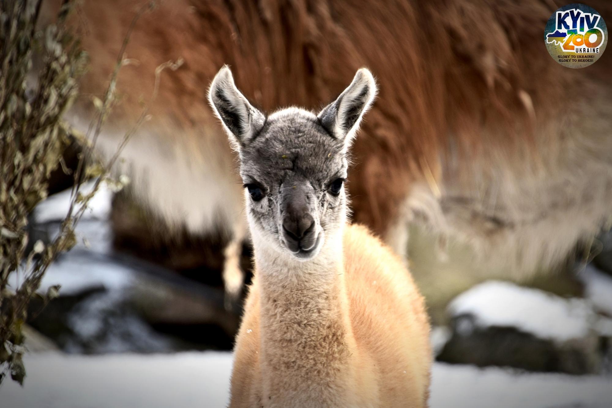 В Киевском зоопарке - милое пополнение: эти видео и фото гуанако Люсии не оставят равнодушными