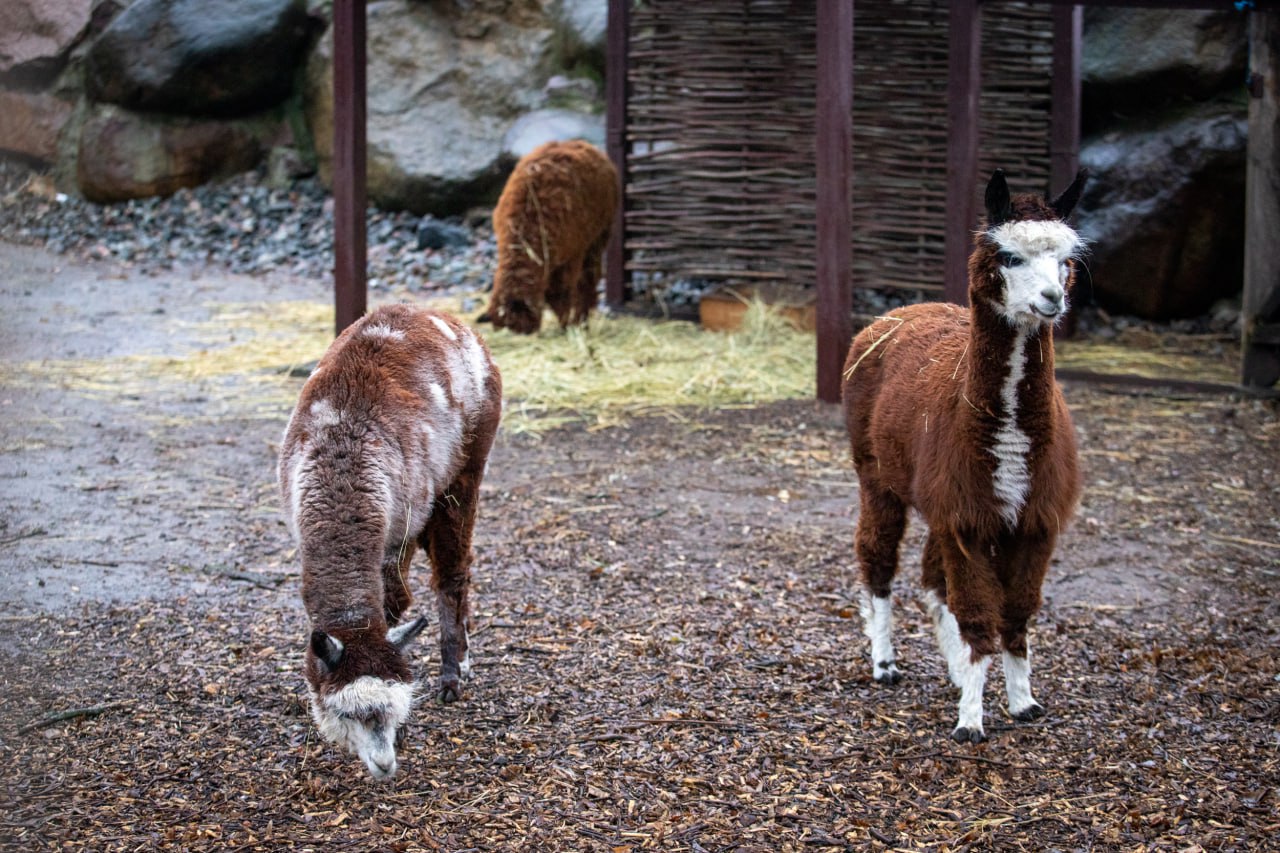 Як змінилися тварини Київського зоопарку за рік війни: неймовірно милі фото