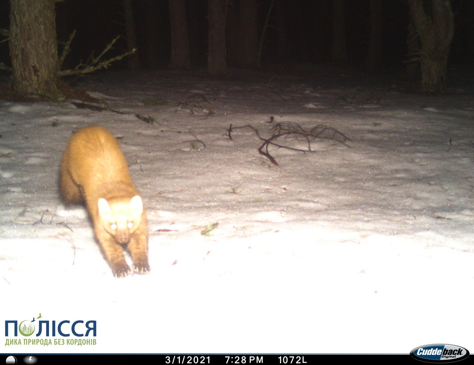 У Чорнобилі засвітився дуже спритний граціозний хижак: потрапив у фотопастку