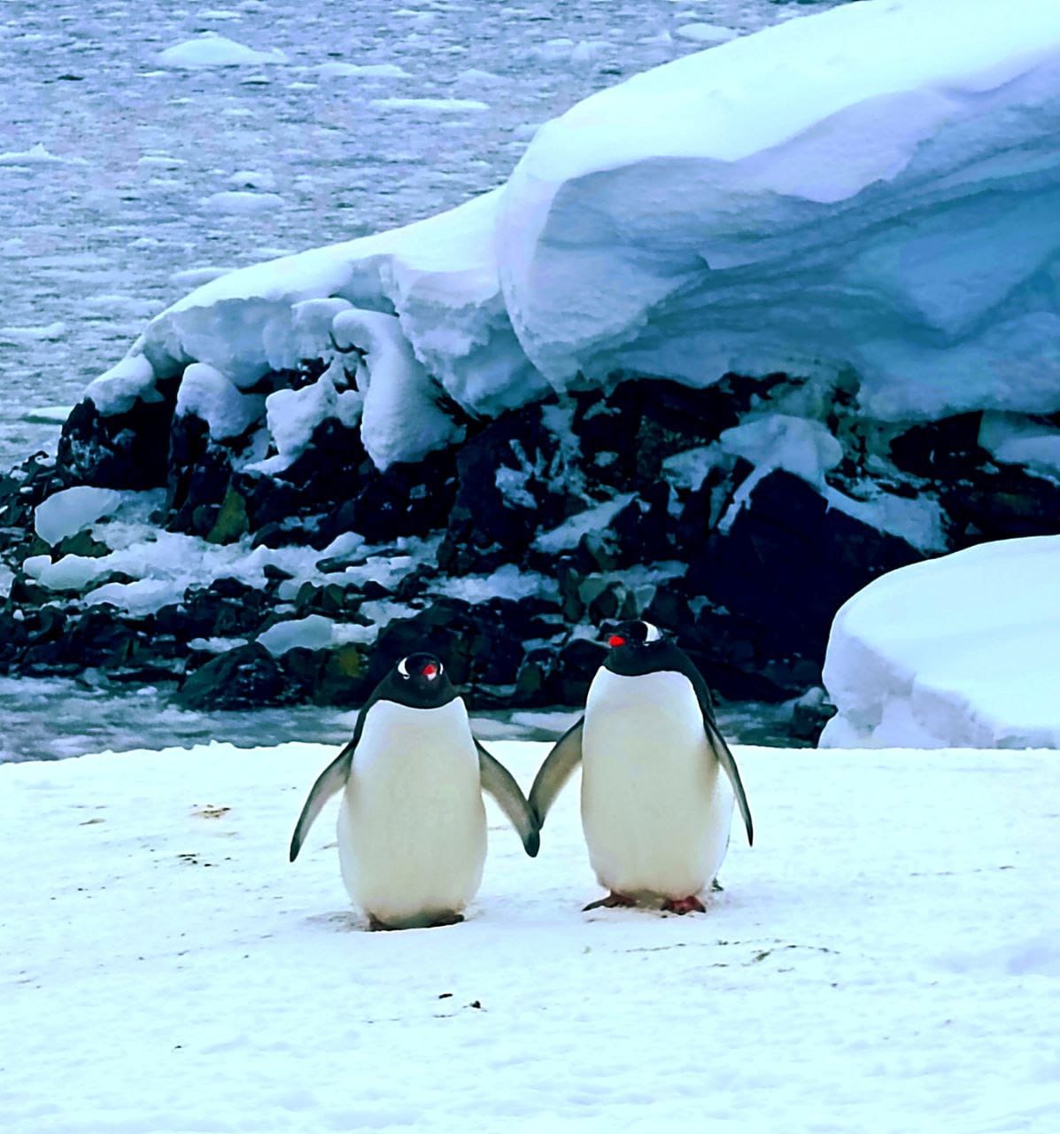 Любовь всегда побеждает! Украинские полярники поделились милыми фото влюбленных пингвинов