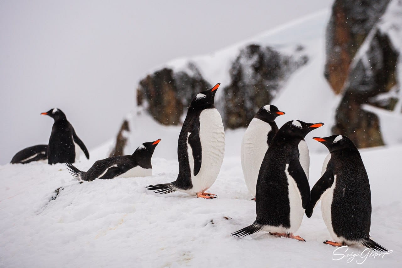Любовь всегда побеждает! Украинские полярники поделились милыми фото влюбленных пингвинов