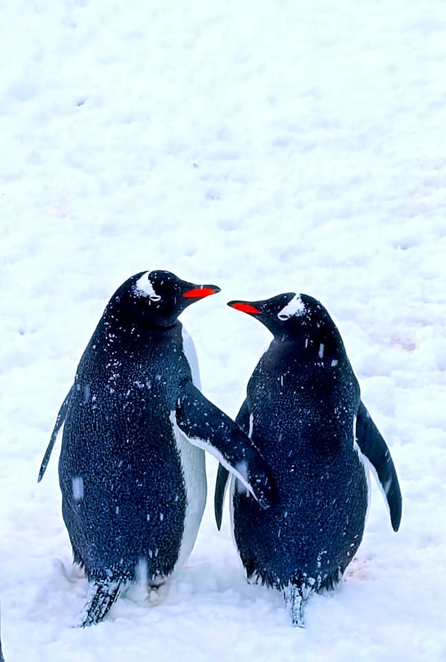 Любовь всегда побеждает! Украинские полярники поделились милыми фото влюбленных пингвинов