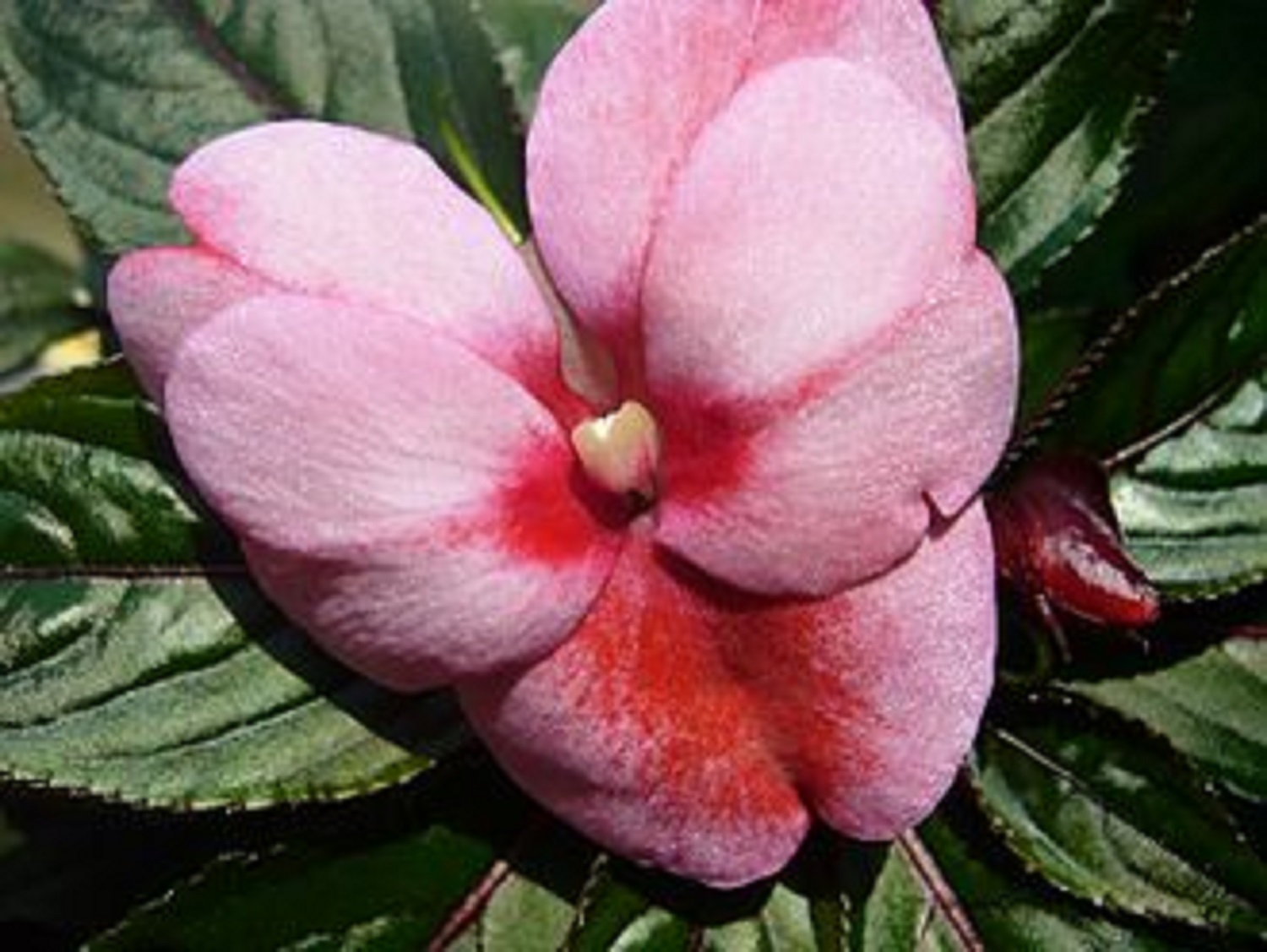 5  розкішних квітів, які обов'язково варто посадити у листопаді