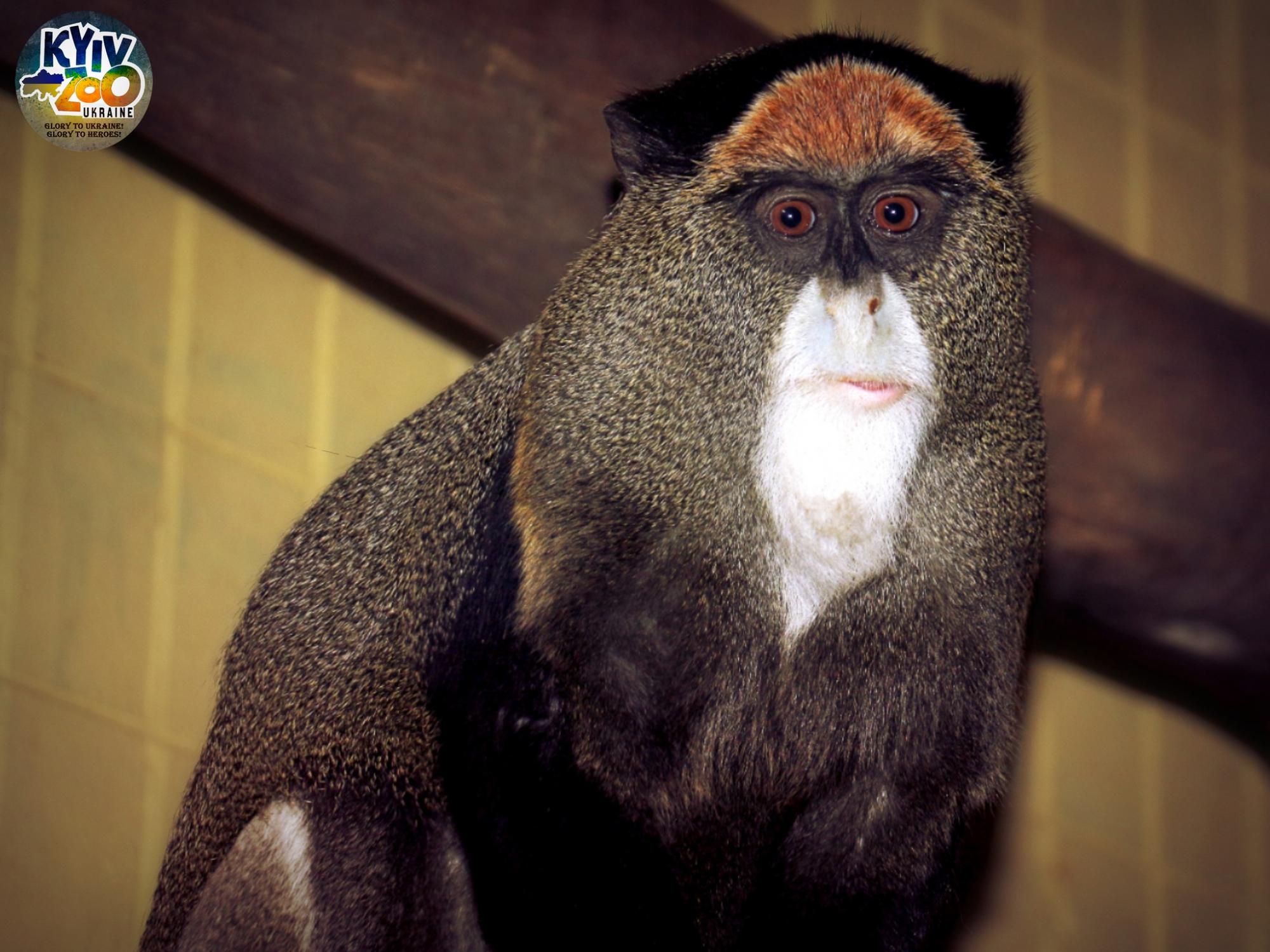 В Киевском зоопарке животные создали новые семьи: милые фото чешуйчатых, пернатых и пушистых пар