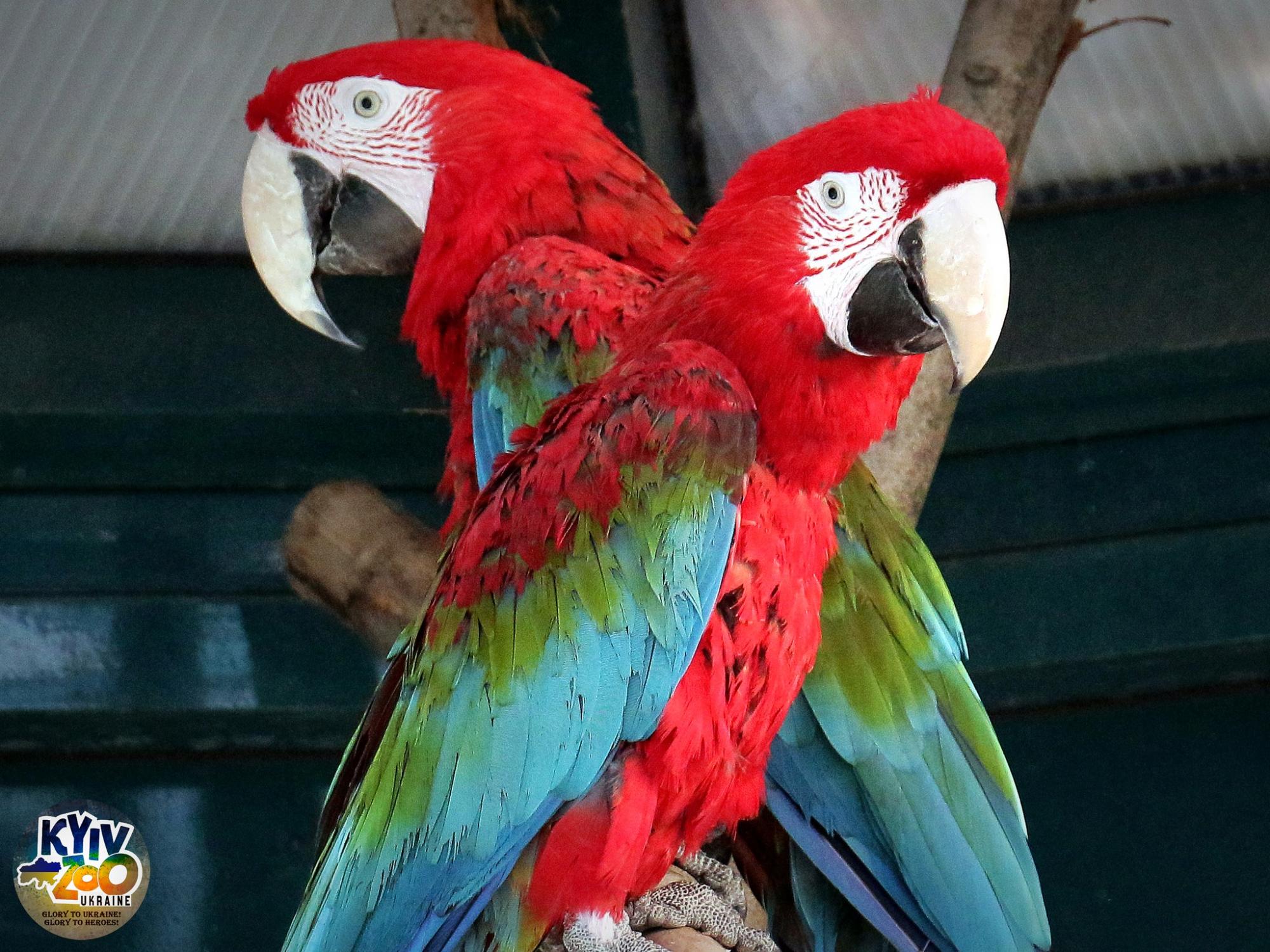 В Киевском зоопарке животные создали новые семьи: милые фото чешуйчатых, пернатых и пушистых пар