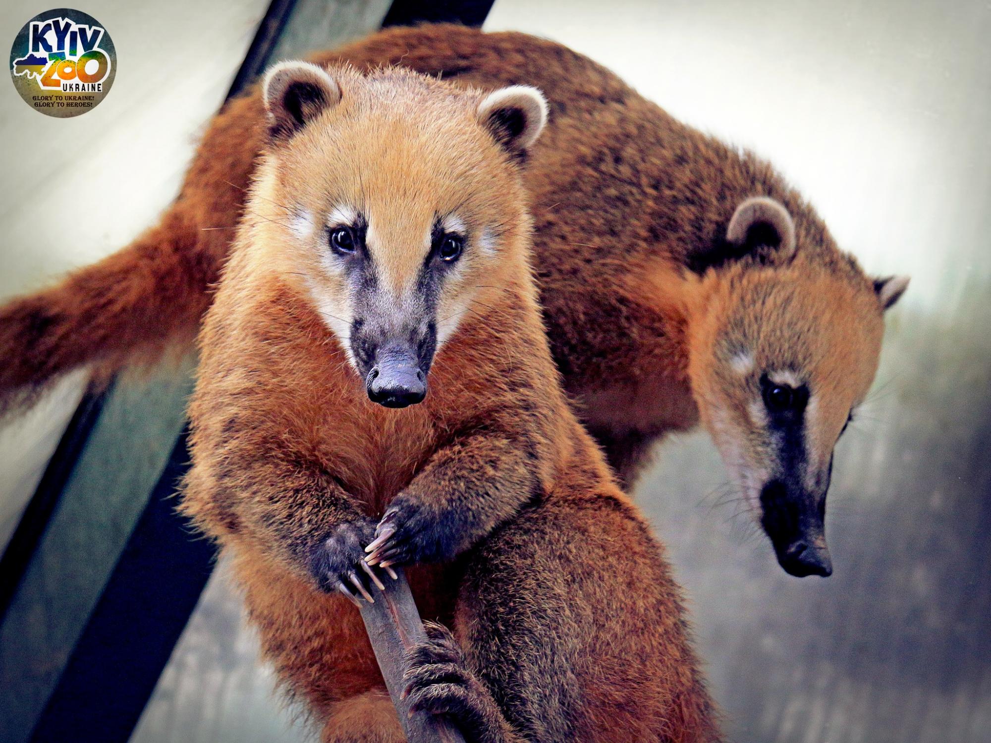 В Киевском зоопарке животные создали новые семьи: милые фото чешуйчатых, пернатых и пушистых пар