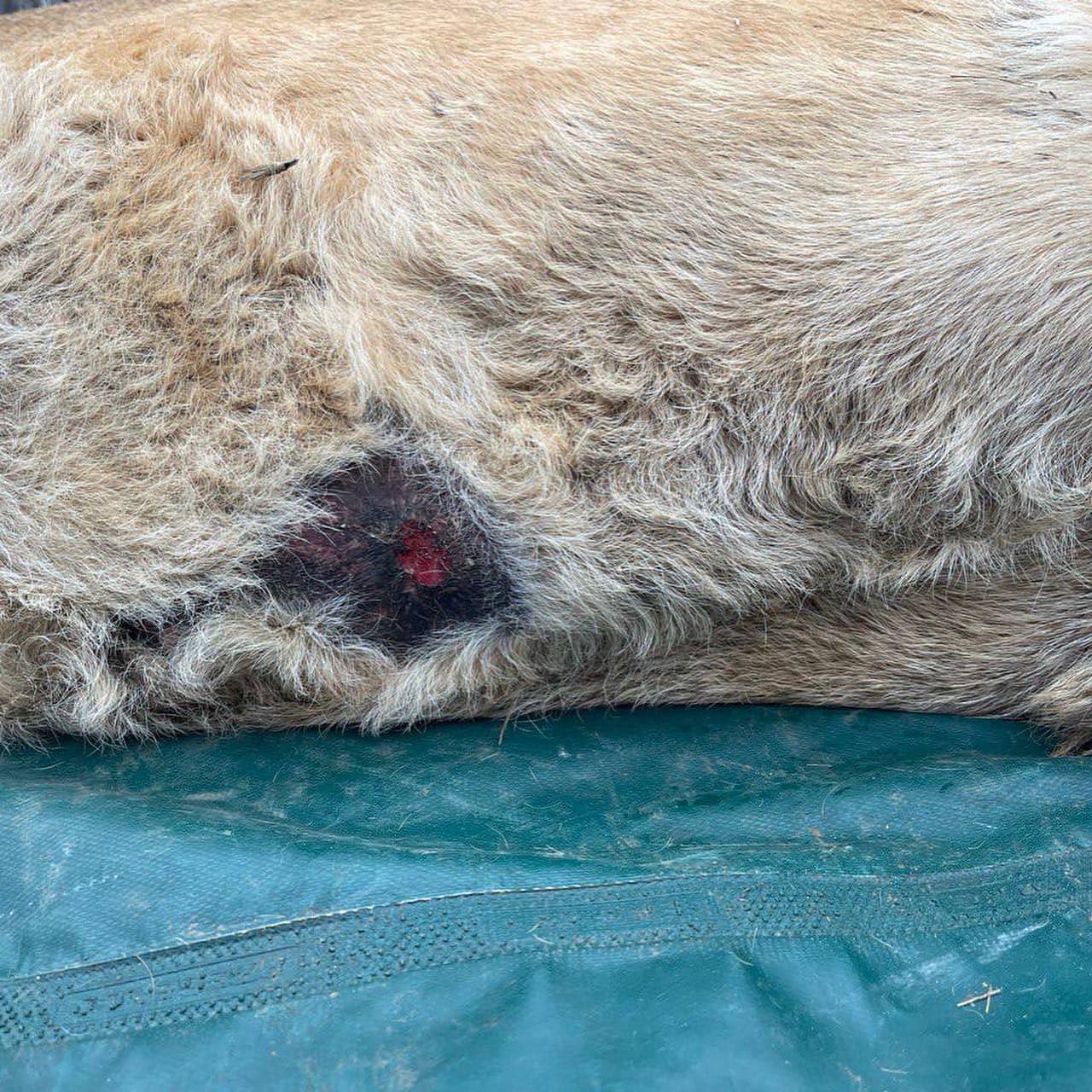 Могли просто загинути: під Києвом до зоорятувальників евакуювали двох левів (фото)