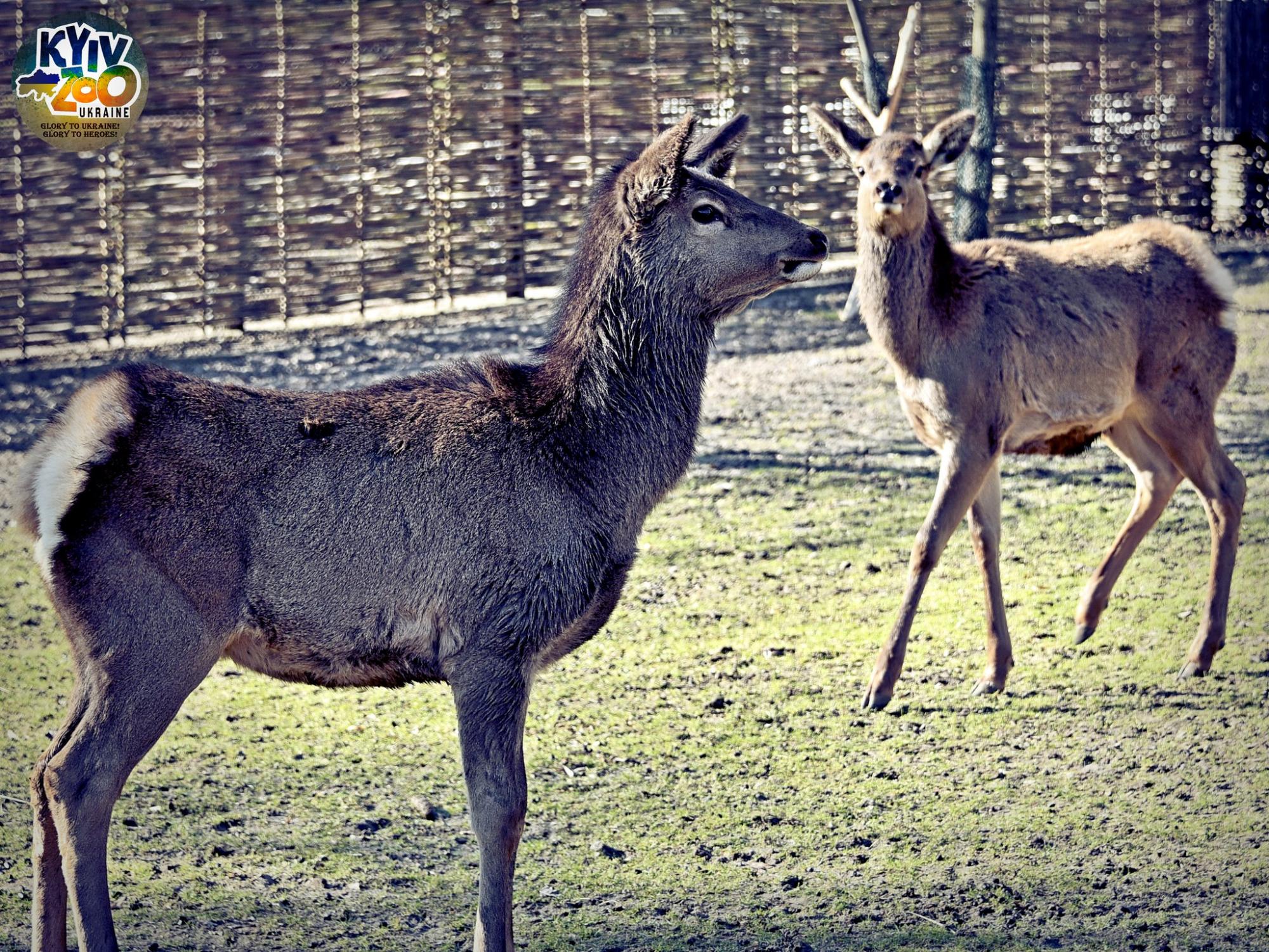 В Киевском зоопарке животные создали новые семьи: милые фото чешуйчатых, пернатых и пушистых пар