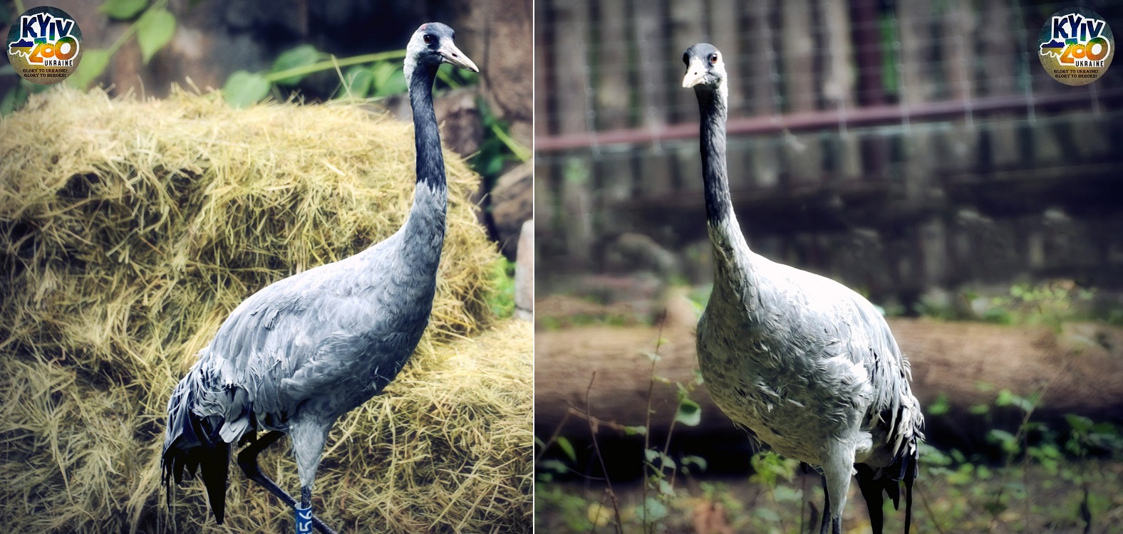 В Киевском зоопарке животные создали новые семьи: милые фото чешуйчатых, пернатых и пушистых пар