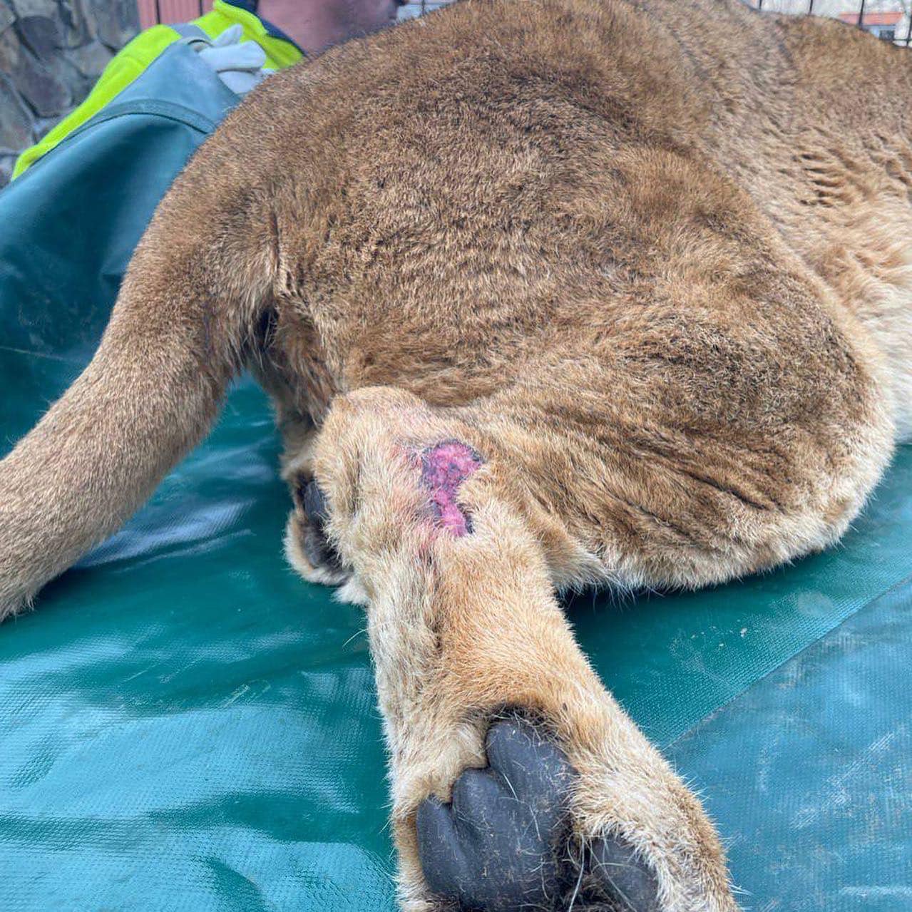 Могли просто загинути: під Києвом до зоорятувальників евакуювали двох левів (фото)